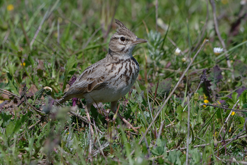 Cochevis huppe.jpg